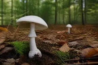 Λευκό δηλητηριώδες μανιτάρι Amanita virosa σε δασικό έδαφος στην Ολλανδία