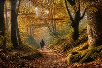 Symbolbild eines herbstlichen Waldwegs in Griechenland mit buntem Laub und einer wandernden Person