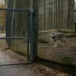 Γκρίζος λύκος πίσω από περίφραξη σε πάρκο άγριας ζωής στη Γερμανία, συμβολική εικόνα