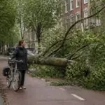 Πεσμένο δέντρο σε ποδηλατόδρομο του Άμστερνταμ, συμβολική εικόνα για τον θάνατο ποδηλάτη από πτώση δέντρου